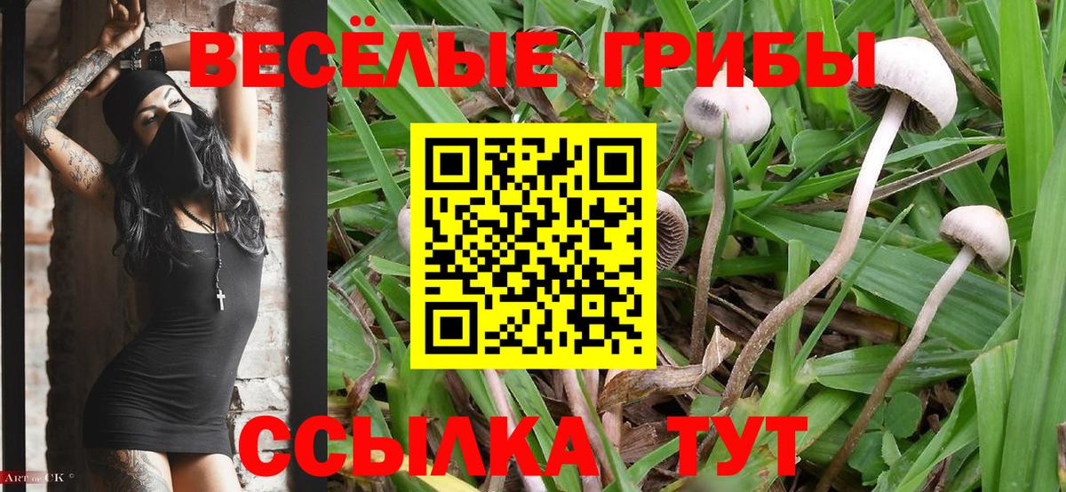 Заречный  где можно купить   Псилоцибиновые грибы GOLDEN TEACHER  Вход с VPN  Псилоцибиновые грибы прущие грибы 
